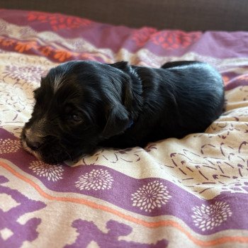 chiot Terrier tibetain Bleu Le Terrier Des Fripouilles