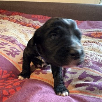 chiot Terrier tibetain Bleu Le Terrier Des Fripouilles