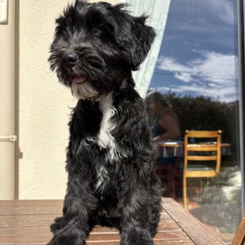 chiot Terrier tibetain Bleu Le Terrier Des Fripouilles