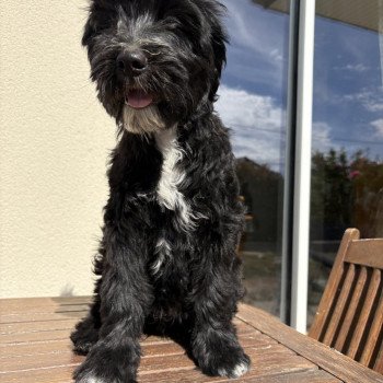 chiot Terrier tibetain Bleu Le Terrier Des Fripouilles