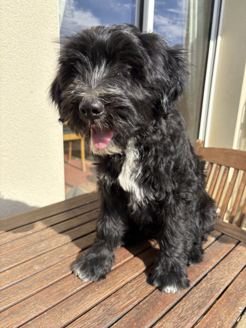Bleu Du Terrier Des Fripouilles Mâle Terrier tibetain