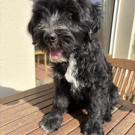 Bleu Du Terrier Des Fripouilles Mâle Terrier tibetain