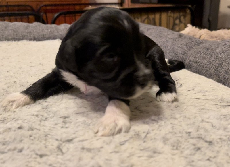 Vannak Du Terrier Des Fripouilles Femelle Terrier tibetain