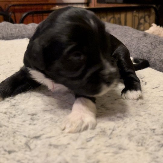 Vannak Du Terrier Des Fripouilles Femelle Terrier tibetain