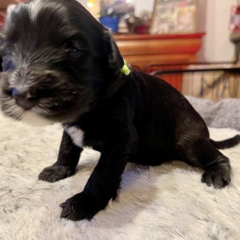 chiot Terrier tibetain Collier Jaune Le Terrier Des Fripouilles