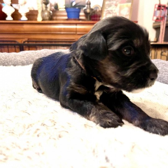 Verone Du Terrier Des Fripouilles Mâle Terrier tibetain