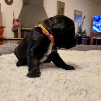 chiot Terrier tibetain Collier Orange Le Terrier Des Fripouilles