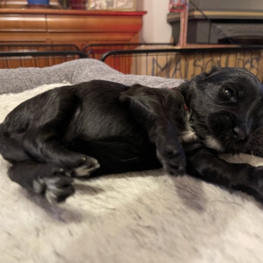 Volt Du Terrier Des Fripouilles Mâle Terrier tibetain