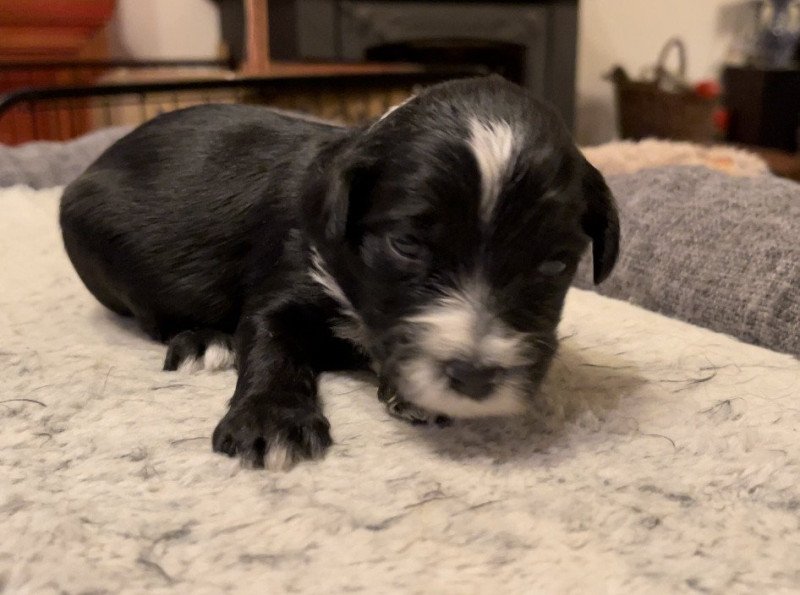 Collier Vert Du Terrier Des Fripouilles Mâle Terrier tibetain