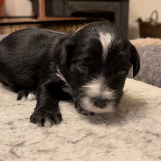 Collier Vert Du Terrier Des Fripouilles Mâle Terrier tibetain