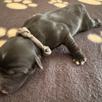chiot Terrier tibetain Gris Le Terrier Des Fripouilles