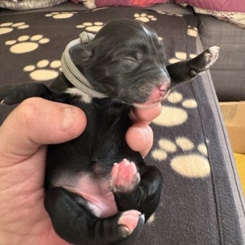 chiot Terrier tibetain Gris Le Terrier Des Fripouilles