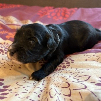 chiot Terrier tibetain Gris Le Terrier Des Fripouilles