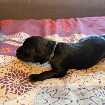 chiot Terrier tibetain Gris Le Terrier Des Fripouilles