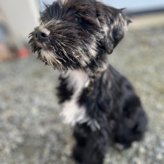 Velma Virgule Du Terrier Des Fripouilles Femelle Terrier tibetain