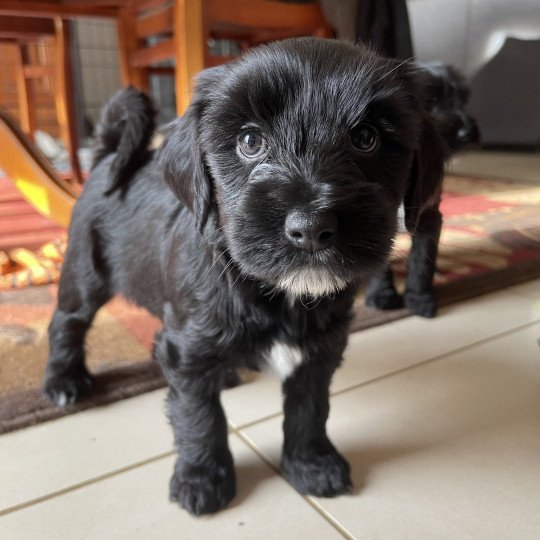 Lili Du Terrier Des Fripouilles Femelle Terrier tibetain