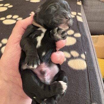 chiot Terrier tibetain Marron Le Terrier Des Fripouilles