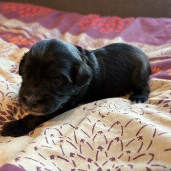 chiot Terrier tibetain Marron Le Terrier Des Fripouilles