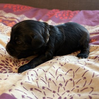 chiot Terrier tibetain Marron Le Terrier Des Fripouilles