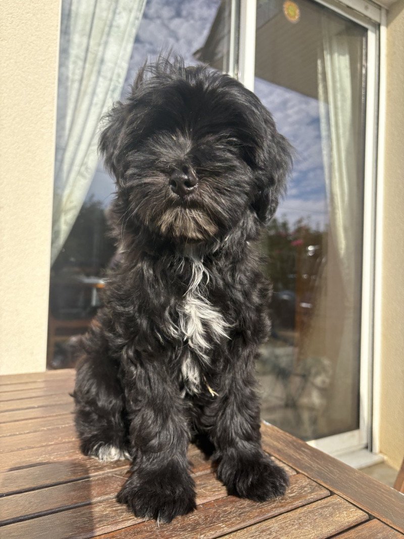 Marron Du Terrier Des Fripouilles Mâle Terrier tibetain