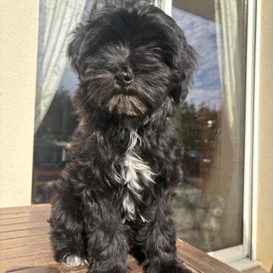 Marron Du Terrier Des Fripouilles Mâle Terrier tibetain