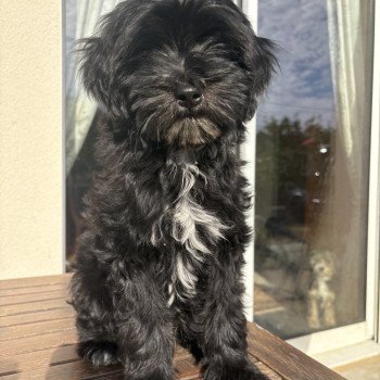 chiot Terrier tibetain Marron Le Terrier Des Fripouilles