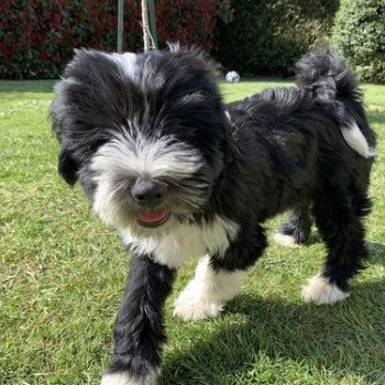 chien Terrier tibetain Noi. Pan.Bla. Raïder Le Terrier Des Fripouilles