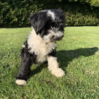 chien Terrier tibetain Noi. Pan.Bla. Raïder Le Terrier Des Fripouilles