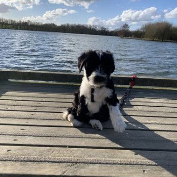 chien Terrier tibetain Noi. Pan.Bla. Raïder Le Terrier Des Fripouilles