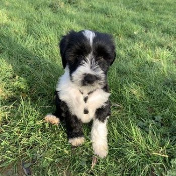 chien Terrier tibetain Noi. Pan.Bla. Raïder Le Terrier Des Fripouilles