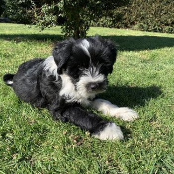 chien Terrier tibetain Noi. Pan.Bla. Raïder Le Terrier Des Fripouilles