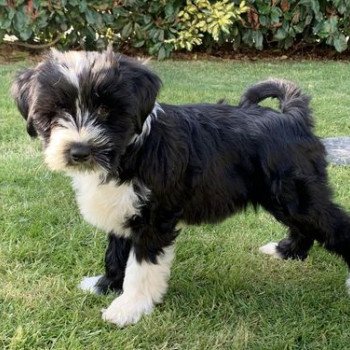 chien Terrier tibetain Noi. Pan.Bla. Raïder Le Terrier Des Fripouilles