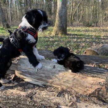 chien Terrier tibetain Noi. Pan.Bla. Raïder Le Terrier Des Fripouilles