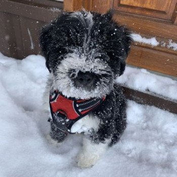 chien Terrier tibetain Noi. Pan.Bla. Raïder Le Terrier Des Fripouilles