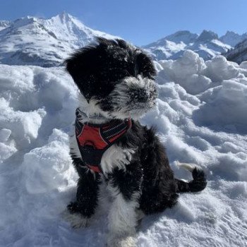 chien Terrier tibetain Noi. Pan.Bla. Raïder Le Terrier Des Fripouilles