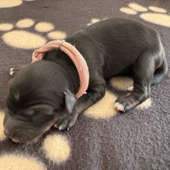chiot Terrier tibetain Rose Le Terrier Des Fripouilles