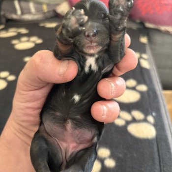 chiot Terrier tibetain Rose Le Terrier Des Fripouilles