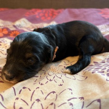 chiot Terrier tibetain Rose Le Terrier Des Fripouilles