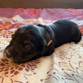 chiot Terrier tibetain Rose Le Terrier Des Fripouilles