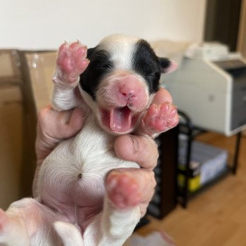 chiot Terrier tibetain Blanc panaché de noir Rose Le Terrier Des Fripouilles chiot Terrier tibetain Blanc panaché de noir Rose Le Terrier Des Fripouilles