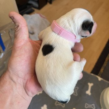 chiot Terrier tibetain Blanc panaché de noir Rose Le Terrier Des Fripouilles chiot Terrier tibetain Blanc panaché de noir Rose Le Terrier Des Fripouilles