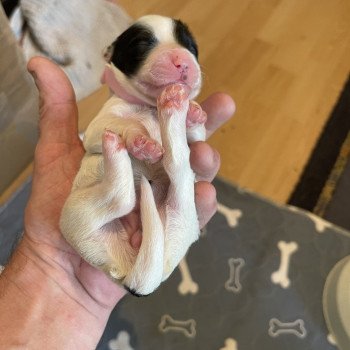 chiot Terrier tibetain Blanc panaché de noir Rose Le Terrier Des Fripouilles chiot Terrier tibetain Blanc panaché de noir Rose Le Terrier Des Fripouilles