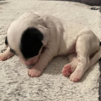 chiot Terrier tibetain Blanc panaché de noir Rose Le Terrier Des Fripouilles chiot Terrier tibetain Blanc panaché de noir Rose Le Terrier Des Fripouilles