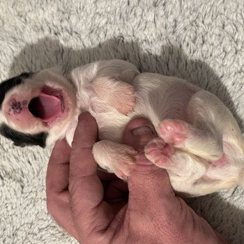 chiot Terrier tibetain Blanc panaché de noir Rose Le Terrier Des Fripouilles chiot Terrier tibetain Blanc panaché de noir Rose Le Terrier Des Fripouilles