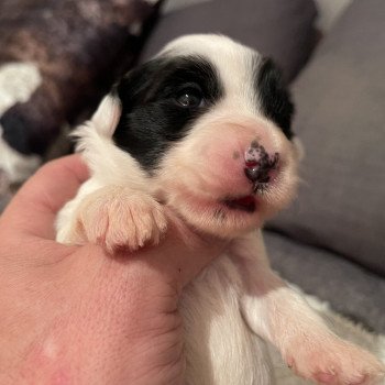 chiot Terrier tibetain Blanc panaché de noir Rose Le Terrier Des Fripouilles chiot Terrier tibetain Blanc panaché de noir Rose Le Terrier Des Fripouilles