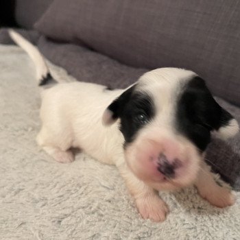 chiot Terrier tibetain Blanc panaché de noir Rose Le Terrier Des Fripouilles chiot Terrier tibetain Blanc panaché de noir Rose Le Terrier Des Fripouilles