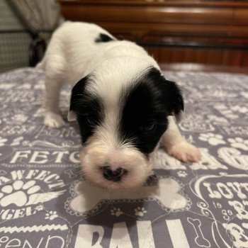 chiot Terrier tibetain Blanc panaché de noir Leia Amidala (Rose) Le Terrier Des Fripouilles chiot Terrier tibetain Blanc panaché de noir Leia Amidala (Rose) Le Terrier Des Fripouilles