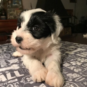 chiot Terrier tibetain Blanc panaché de noir Leia Amidala (Rose) Le Terrier Des Fripouilles chiot Terrier tibetain Blanc panaché de noir Leia Amidala (Rose) Le Terrier Des Fripouilles