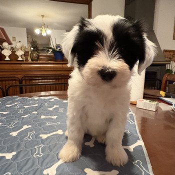chiot Terrier tibetain Blanc panaché de noir Leia Amidala (Rose) Le Terrier Des Fripouilles chiot Terrier tibetain Blanc panaché de noir Leia Amidala (Rose) Le Terrier Des Fripouilles