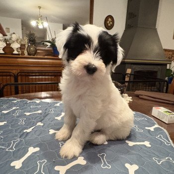 chiot Terrier tibetain Blanc panaché de noir Leia Amidala (Rose) Le Terrier Des Fripouilles chiot Terrier tibetain Blanc panaché de noir Leia Amidala (Rose) Le Terrier Des Fripouilles